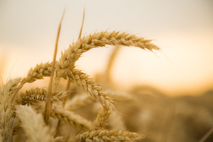 Pšenica a jačmeň
